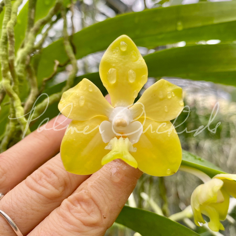 P.WhiteBanna#A ホワイトバンナOC子株vandaka plants ビカクシダ Banna#A OC ビカクシダ バンナ #A (子株